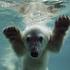 Polarni medved Anori