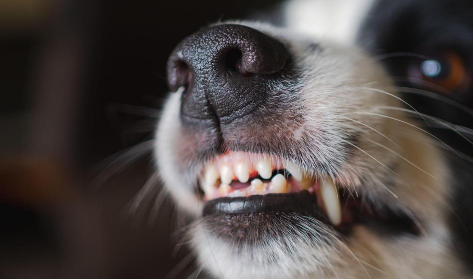 Veterinarji opozarjajo: To prizadene kar 80 % psov