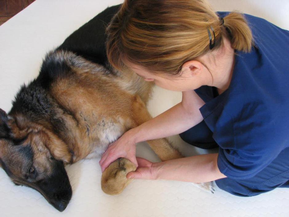 Masaža psa | Avtor: M. K.