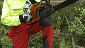 Pahor s postojnskimi gozdarji podiral drevesa