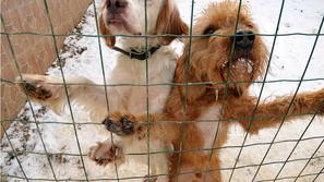 Zaradi boljše socializacije mladičev in odraščajočih psov so v zavetišču za ukva