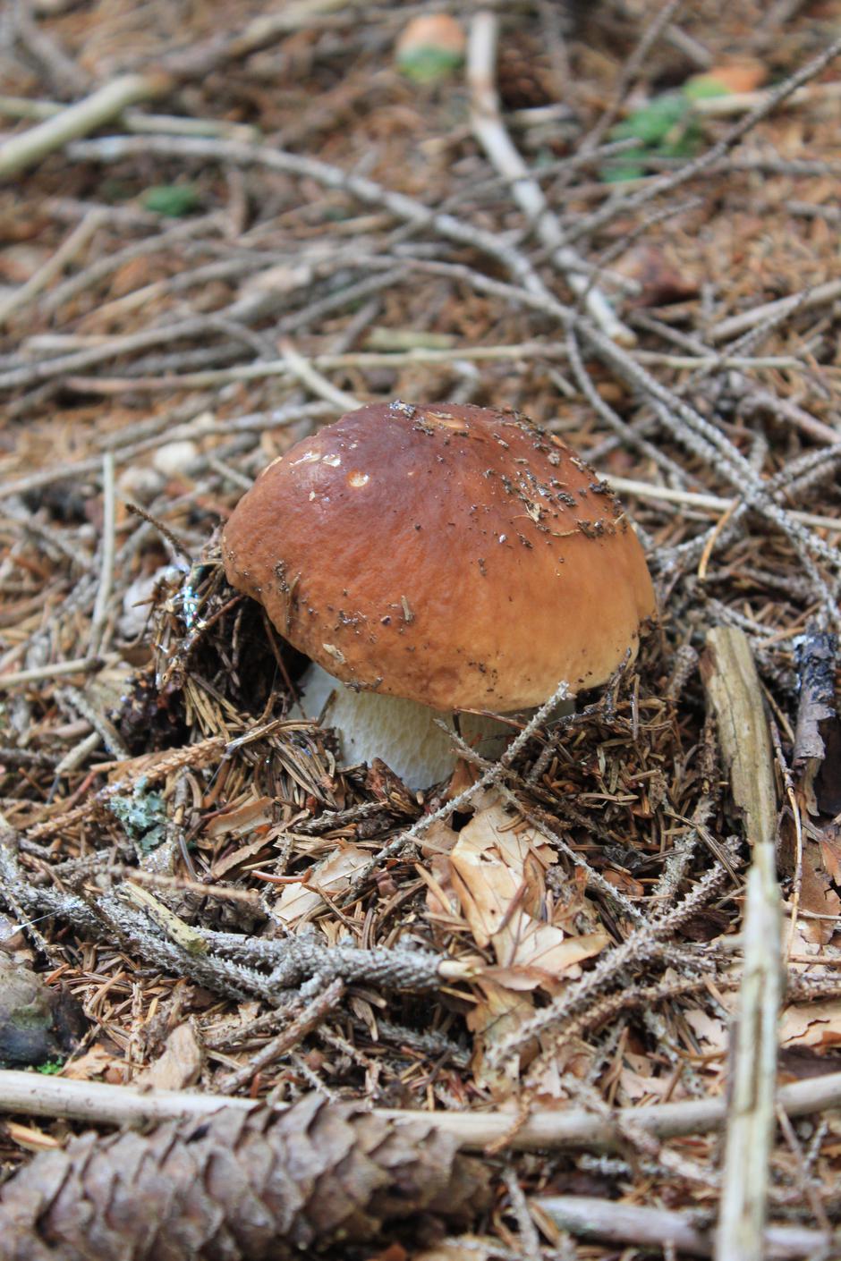 Gobe, jurček, Pokljuka, Triglavski narodni park | Avtor: Andrej Arih, JZ TNP