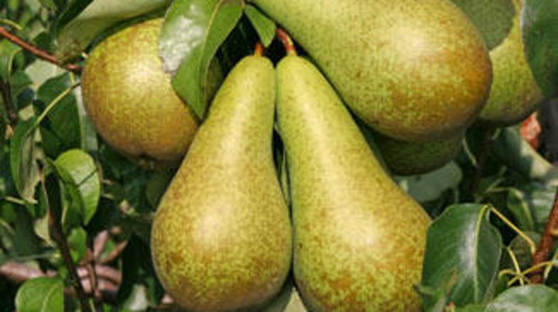 Zaradi spornih hrušk je inšpektorat zoper pridelovalca podal kazensko ovadbo.