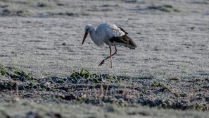 pomlad vreme slana narava štorklja
