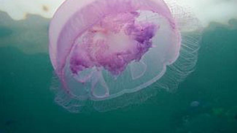 Chironex fleckeri lahko zagreni uživanje na plažah severne Avstralije.