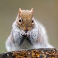 siva veverica