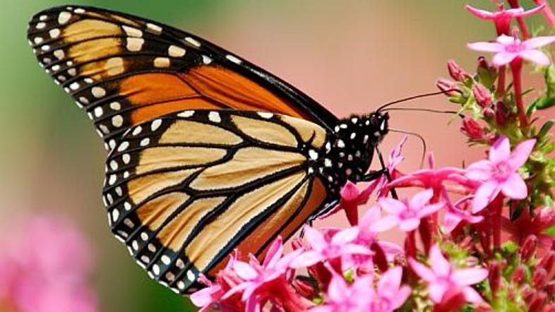 Monarhi, ki se na majhnem območju v osrednji Mehiki začnejo zbirati novembra, so