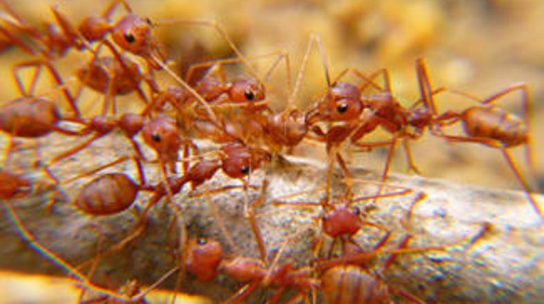 Rjavordeče kosmatinke so se v Teksasu izkazale za strašno nadlogo.