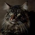 Maine coon