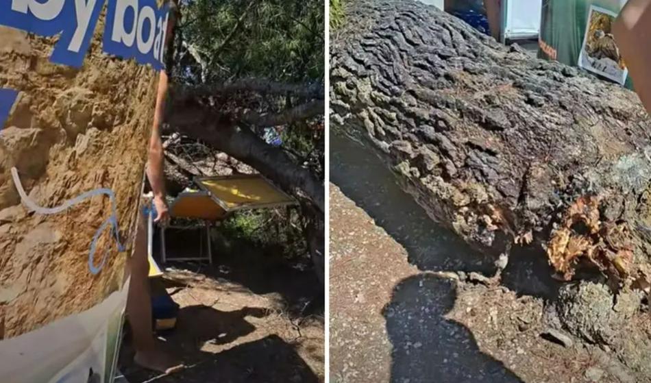 Na priljubljeni hrvaški plaži velikanski bor padel na kopalce