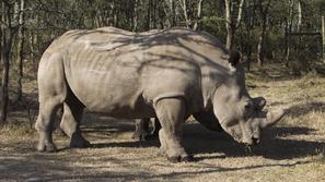 Severni beli nosorog
