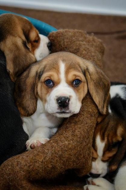 beagle