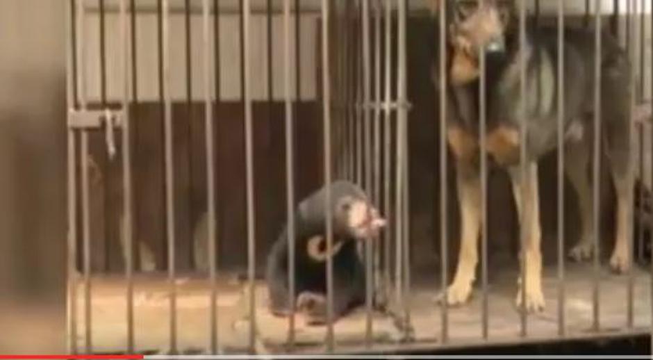 Medved, ki ni pes | Avtor: Youtube