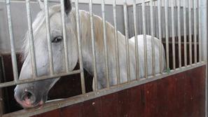 Pahor je v Libijo letel z zasebnim letalom. Kamel, ki mu jih je lani podaril Gad