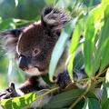 Avstralija vabi tudi z avtohtonimi živalskimi vrstami – vrečar koala je poleg ke