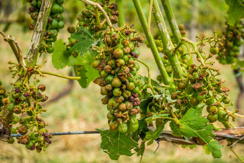 Uničen vinograd | Avtor: Profimedia