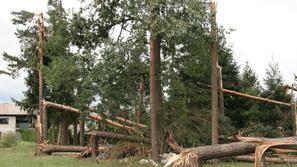 Približevanje in gibanje v bližini poškodovanega drevja je lahko nevarno.