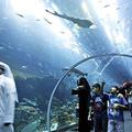 Akvarij je del ogromnega trgovskega središča Dubai Mall. (Foto: EPA)
