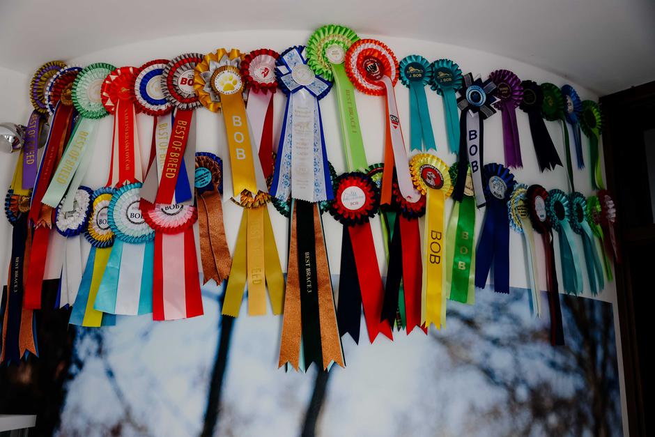 Kraški ovčar | Avtor: Saša Despot