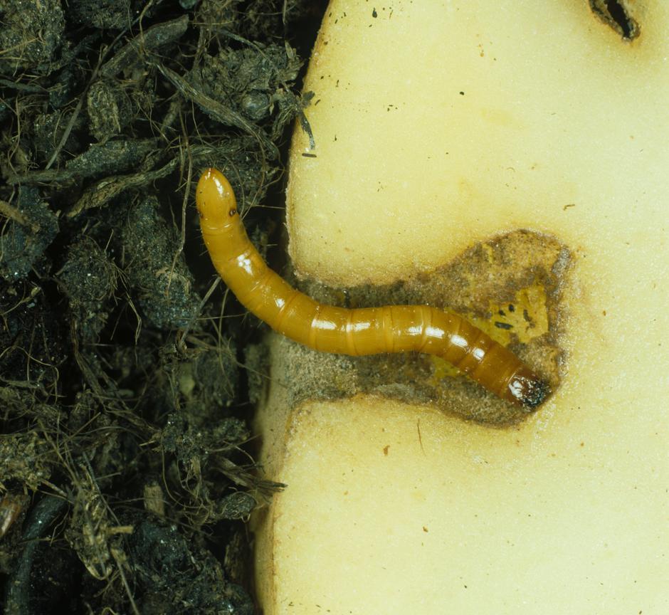 Strune škodljivci na vrtu | Avtor: Profimedia