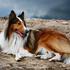 Dolgodlaki collie