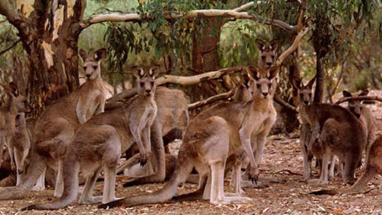 Vlada je ocenila, da bi morali pobiti 7000 kengurujev.