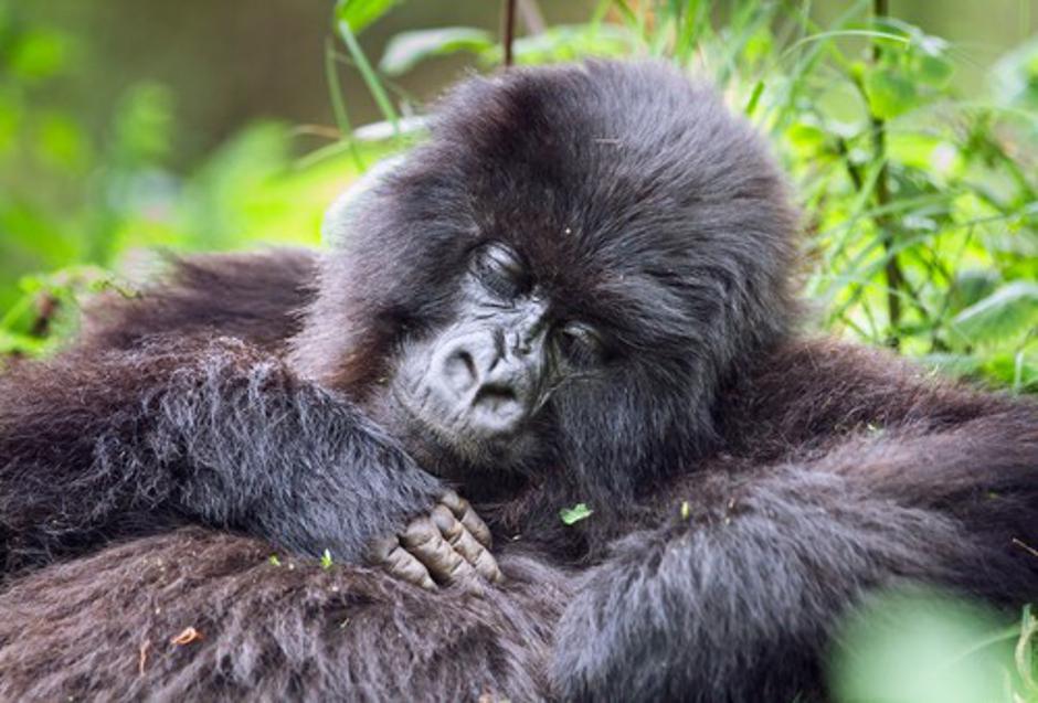 Gorila spi | Avtor: Profimedias