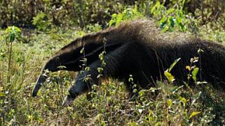 Mravljinčarji slabo prenašajo hrup.