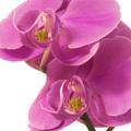Zelo malo cvetov se lahko primerja z lepoto cvetov orhideje. Vrsta Phalenopsis j