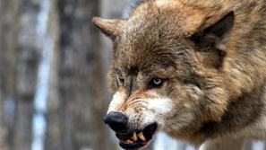 Nevaren za ljudi naj ne bi bil, vendar volk je vendarle zver in kot tak nepredvi