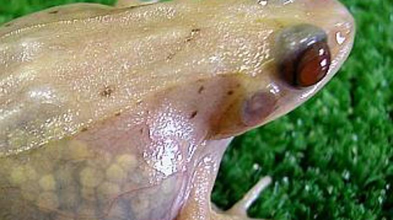 Preučevanje notranjih organov v akciji: Japonci so ustvarili prozorno žabo.