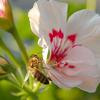 Kranjska čebela na cvetu pelargonije.