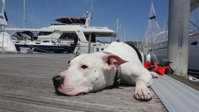 16. Internautica v Portorožu