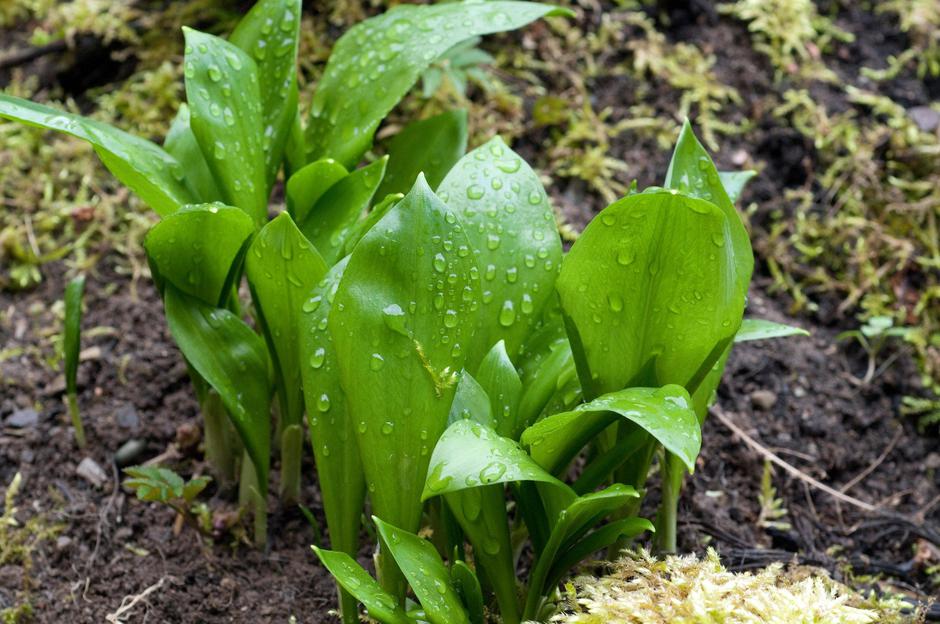 Čemaž | Avtor: Profimedia