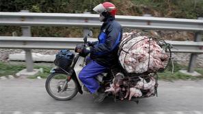 Prevoz živali v Džakarti (Indija)