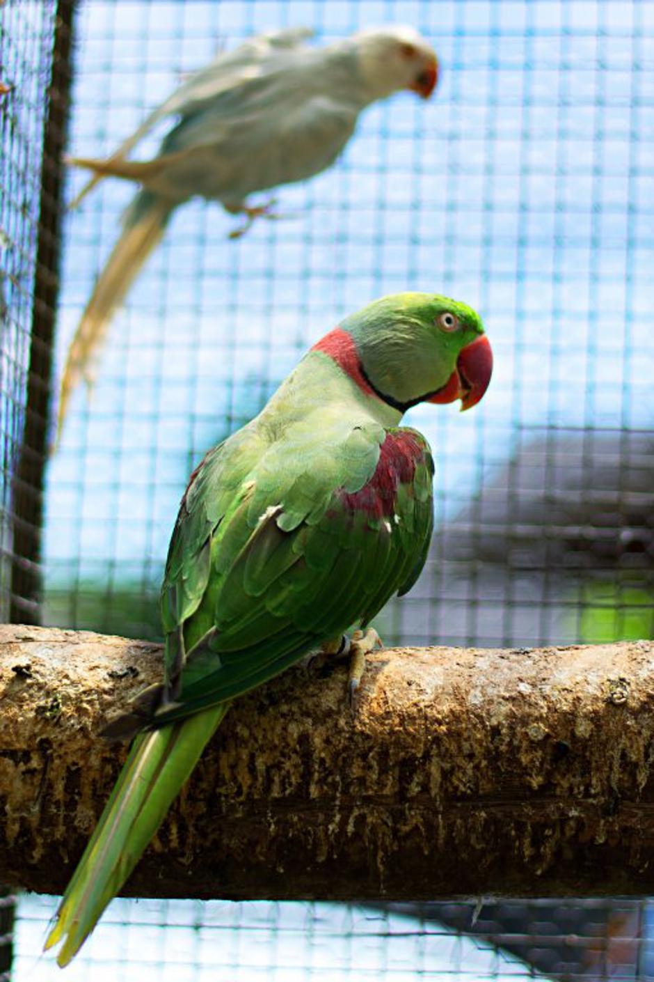 Aleksandri | Avtor: Katja Vogrinec