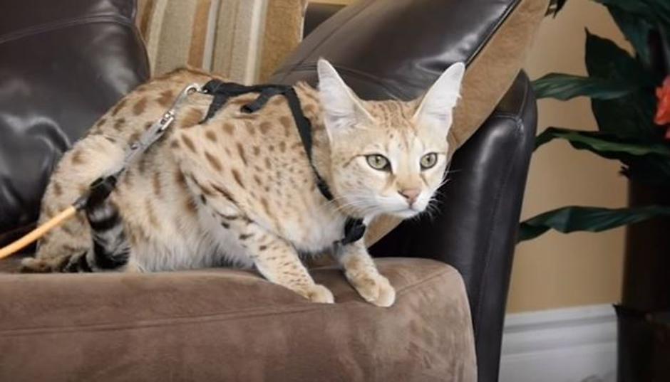Savana mačka | Avtor: Youtube