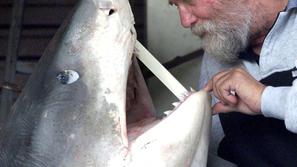 Pregled poginulega morskega psa.