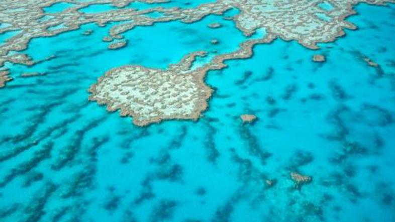 Veliki koralni greben je zaradi razpisa za službo na Hamilton Islandu že nekaj t