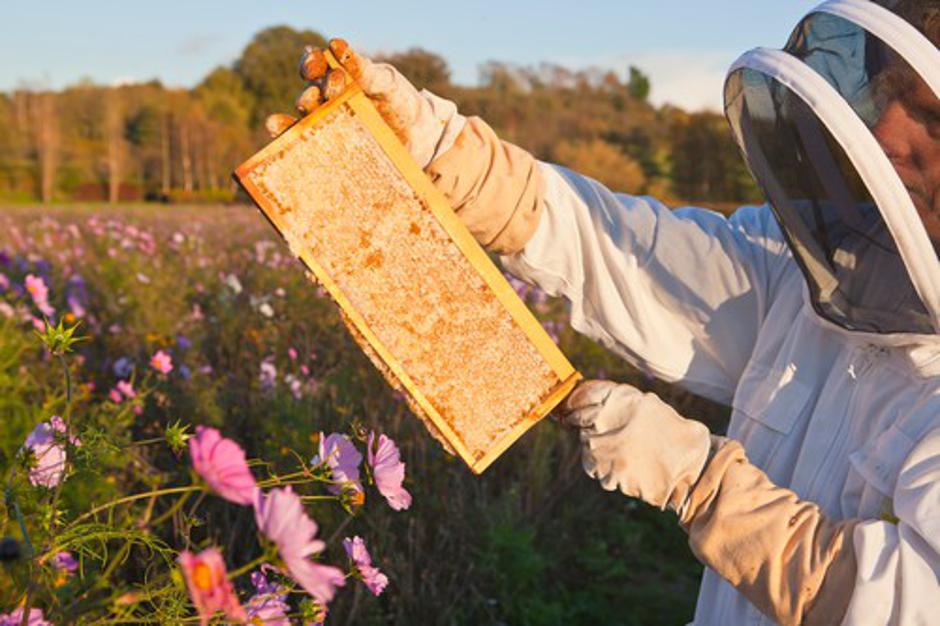Čebele in čebelar | Avtor: Profimedias