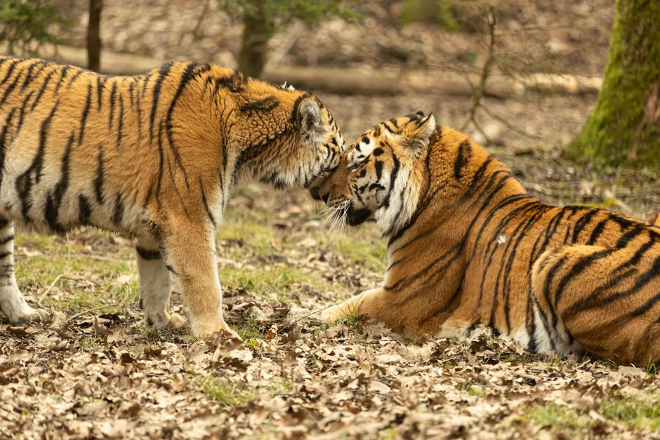 Mladiči sibirskega tigra | Avtor: ZOO Ljubljana