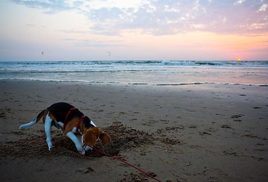 Pes na plaži | Avtor: Profimedias