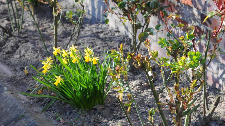 narcise vrtnice vrt mraz