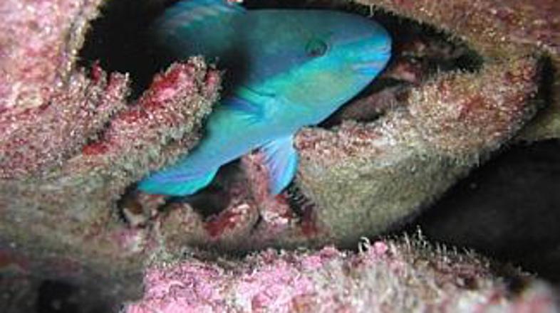 Kiribati je med "lepimi" – koralni grebeni imajo očarljive stanovalce.