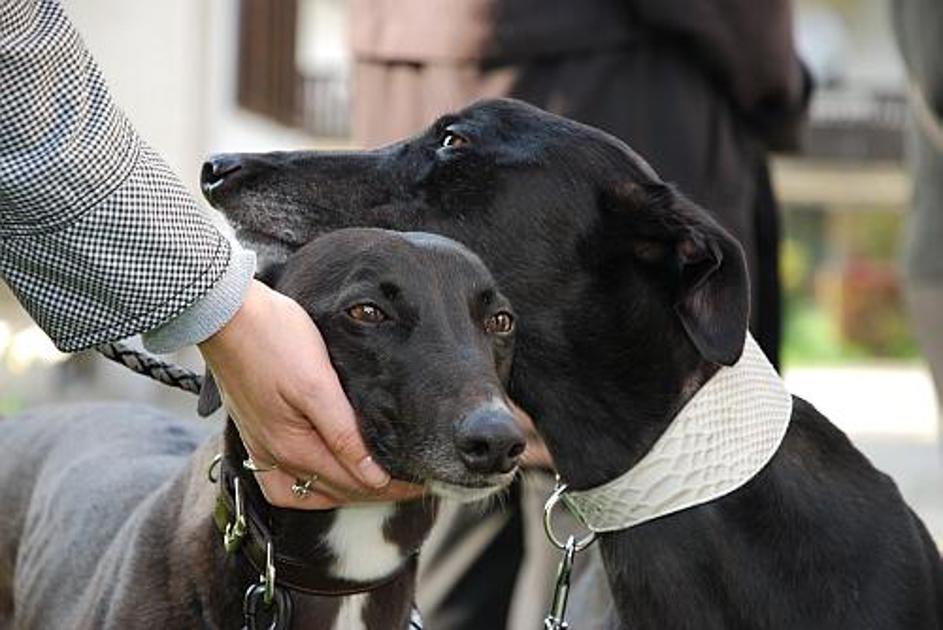 Angleška hrta Lord in Lady sta našla nov dom v osrednji Sloveniji.
