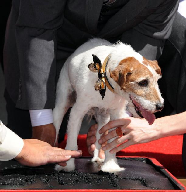 Uggie