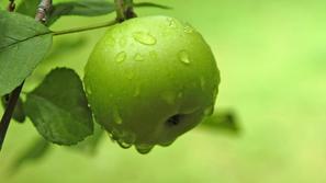 Vonj zelenega jabolka umirja apetit. (Foto: Shutterstock)