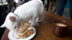 Mačja kavarna v New Yorku.