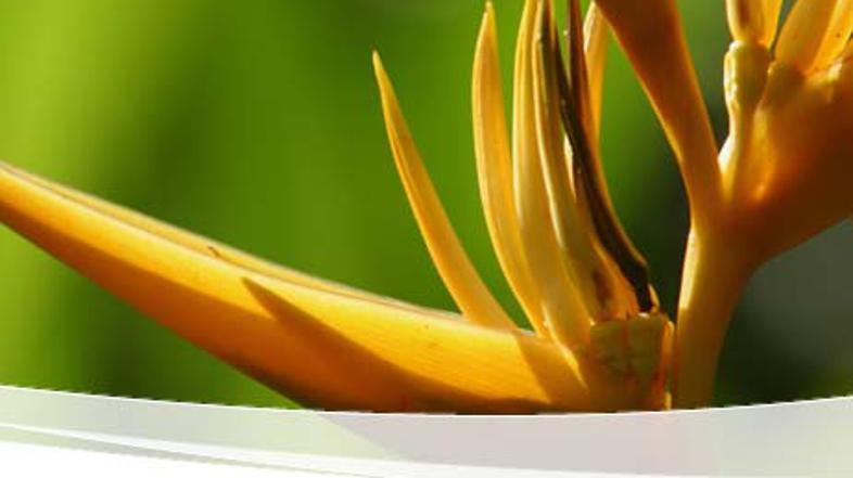 Napolnite stanovanje z življenjem.