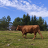 Izletniška kmetija Šinkovc, krava